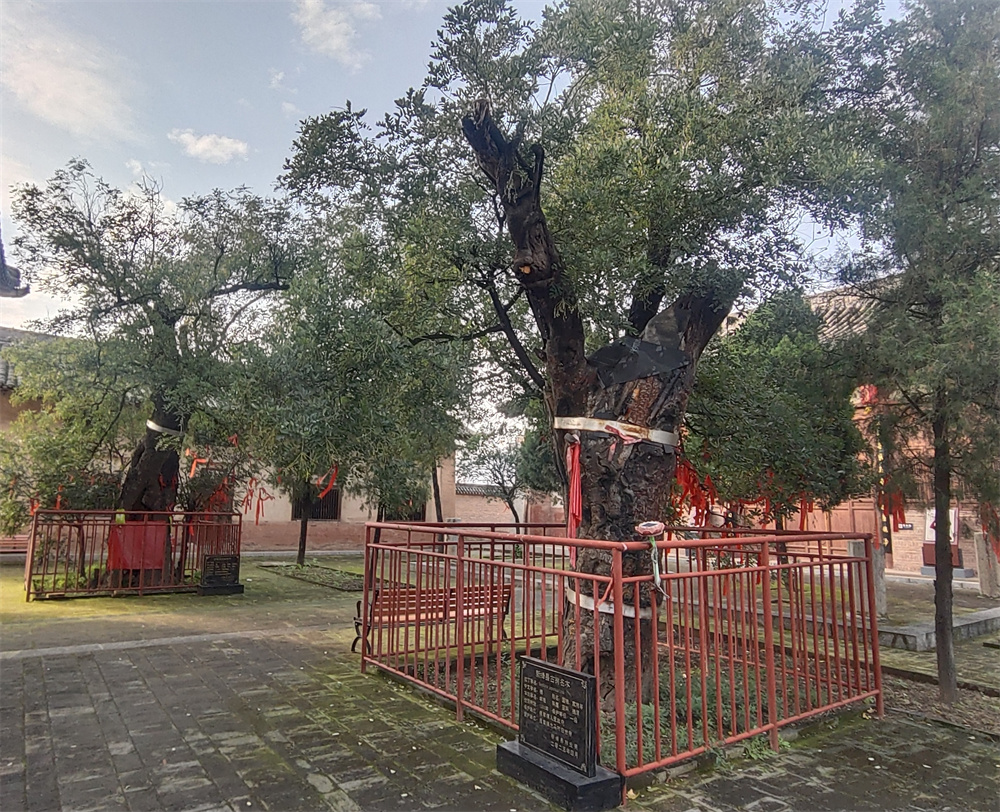 绛州古树里的历史回响